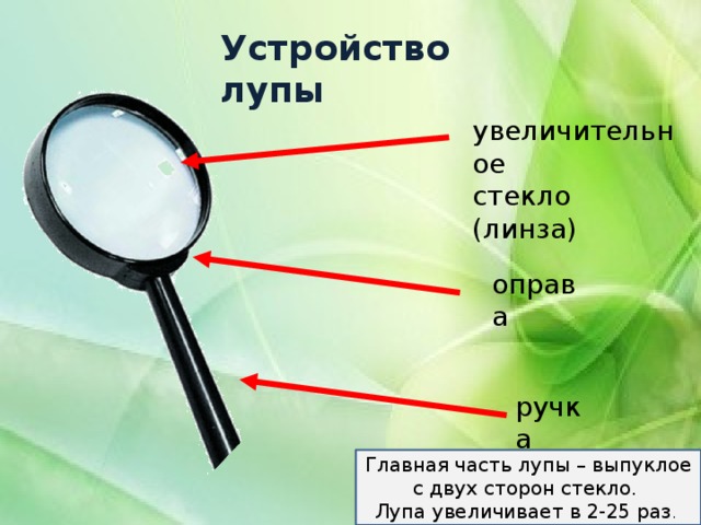 Устройство лупы увеличительное стекло (линза) оправа ручка Главная часть лупы – выпуклое с двух сторон стекло. Лупа увеличивает в 2-25 раз . 