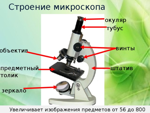 Строение микроскопа окуляр тубус винты объектив предметный штатив толик зеркало  Увеличивает изображения предметов от 56 до 800 раз. 