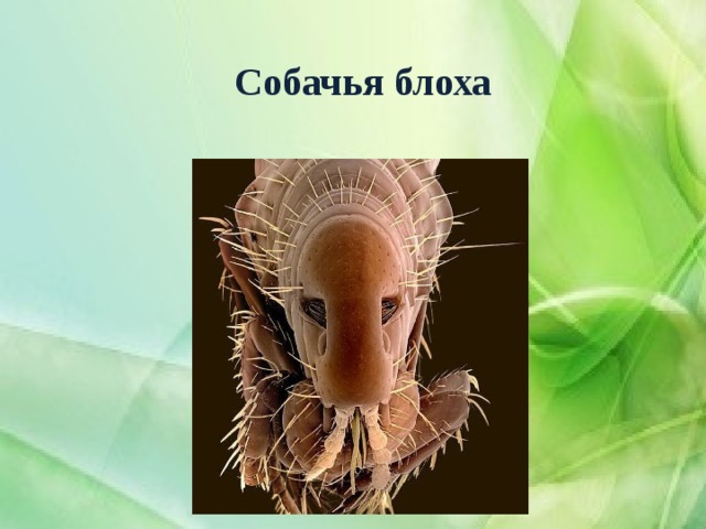 Собачья блоха 