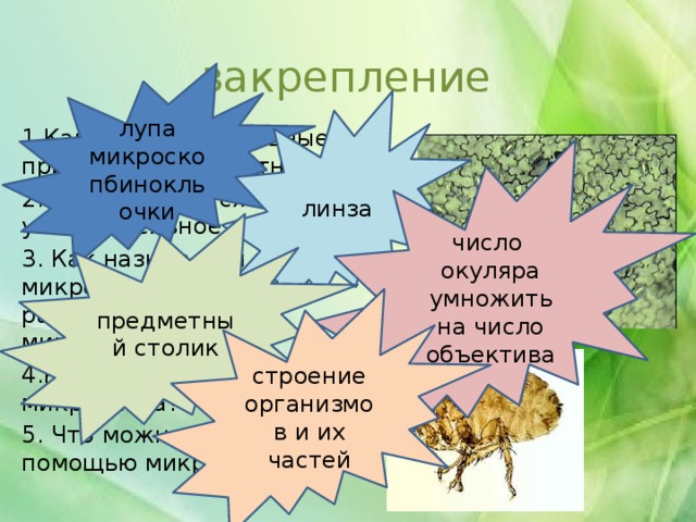 закрепление лупа микроскопбинокль очки линза 1.Какие увеличительные приборы вам известны? 2. Как называется увеличительное стекло лупы? 3. Как называется часть микроскопа на которой располагается микропрепарат? 4.Как определить увеличение микроскопа? 5. Что можно изучить с помощью микроскопа? число окуляра умножить на число объектива предметный столик строение организмов и их частей 