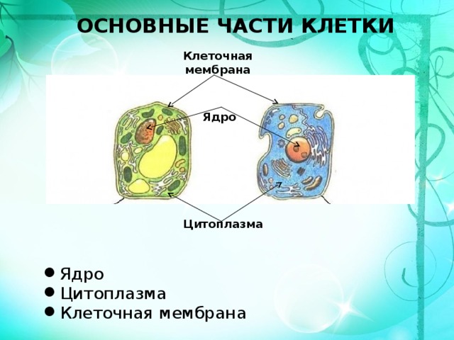 ОСНОВНЫЕ ЧАСТИ КЛЕТКИ Клеточная мембрана Ядро Цитоплазма  Ядро Цитоплазма Клеточная мембрана 