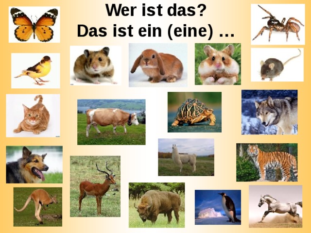 Wer ist das?  Das ist ein (eine) … 