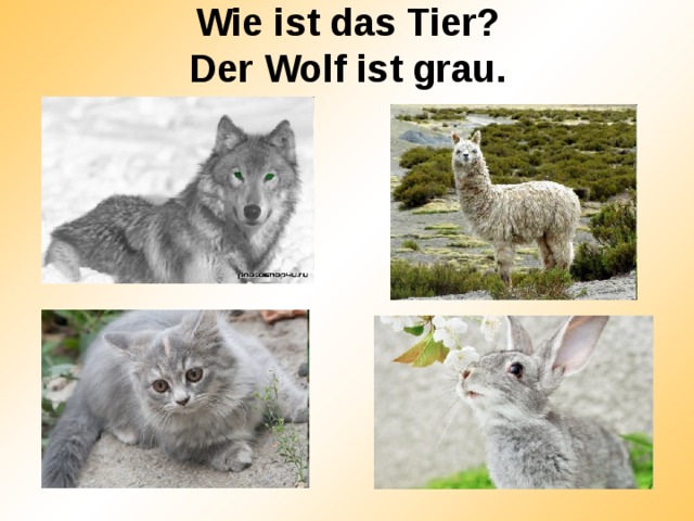 Wie ist das Tier?  Der Wolf ist grau. 