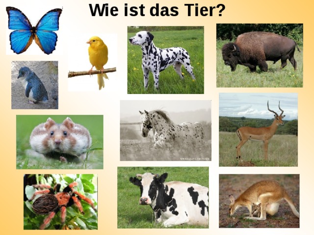 Wie ist das Tier?   