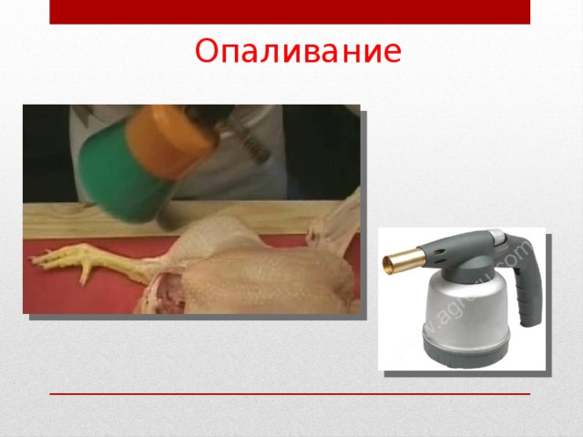 Опаливание 