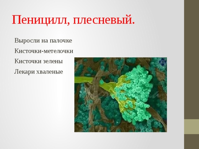 Пеницилл, плесневый. Выросли на палочке Кисточки-метелочки Кисточки зелены Лекари хваленые 