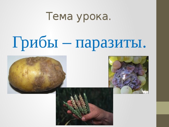  Тема урока.   Грибы – паразиты. 