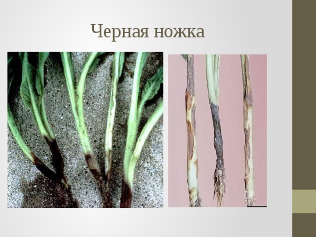 Черная ножка 