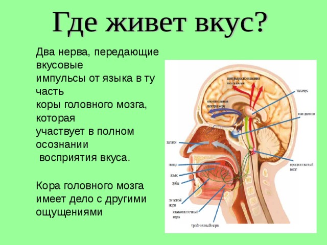 Два нерва, передающие вкусовые импульсы от языка в ту часть коры головного мозга, которая участвует в полном осознании  восприятия вкуса. Кора головного мозга имеет дело с другими ощущениями 