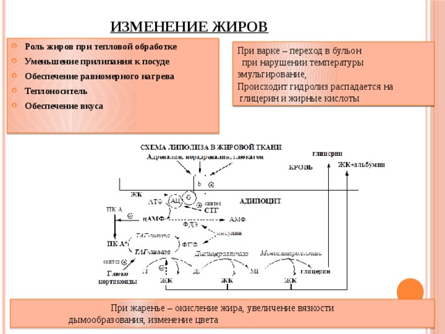 Изменение жиров Роль жиров при тепловой обработке Уменьшение прилипания к посуде Обеспечение равномерного нагрева Теплоноситель Обеспечение вкуса При варке – переход в бульон  при нарушении температуры эмульгирование, Происходит гидролиз распадается на  глицерин и жирные кислоты При жаренье – окисление жира, увеличение вязкости  дымообразования, изменение цвета 