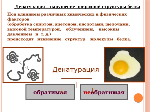 . Денатурация – нарушение природной структуры белка Под влиянием различных химических и физических факторов (обработка спиртом, ацетоном, кислотами, щелочами, высокой температурой, облучением, высоким давлением и т. д.) происходит изменение структур молекулы белка. Денатурация не обратимая обратимая 