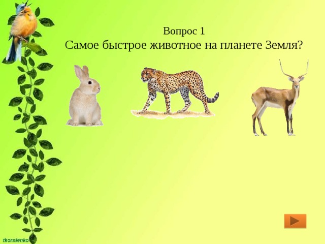 Вопрос 1  Самое быстрое животное на планете Земля? 