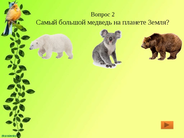 Вопрос 2  Самый большой медведь на планете Земля? 