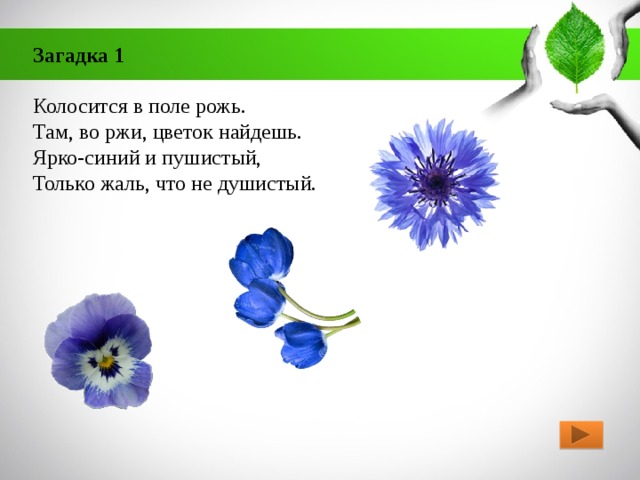 Загадка 1   Колосится в поле рожь.  Там, во ржи, цветок найдешь.  Ярко-синий и пушистый,  Только жаль, что не душистый. 