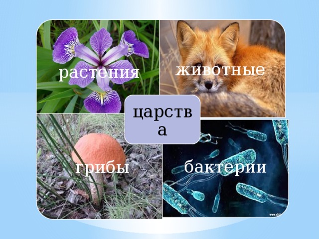 растения грибы бактерии животные царства