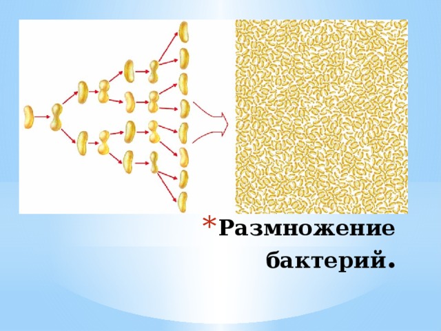 Размножение бактерий .