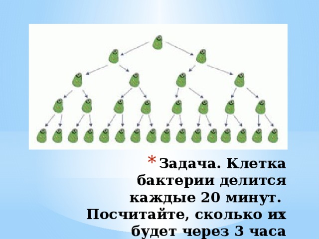 Задача. Клетка бактерии делится каждые 20 минут.  Посчитайте, сколько их будет через 3 часа