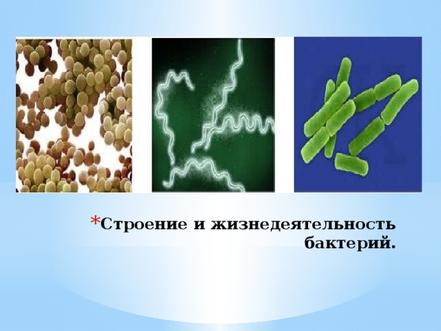 Строение и жизнедеятельность бактерий.
