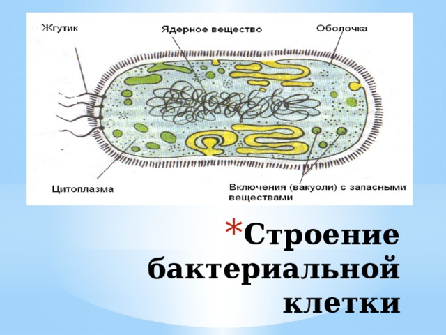Строение бактериальной клетки