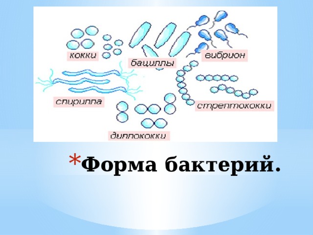 Форма бактерий.