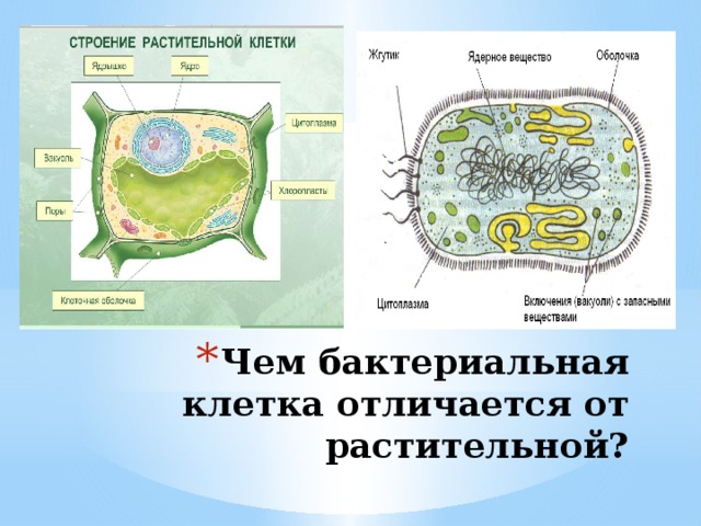 Чем бактериальная клетка отличается от растительной?