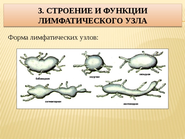 3. Строение и функции лимфатического узла Форма лимфатических узлов: 