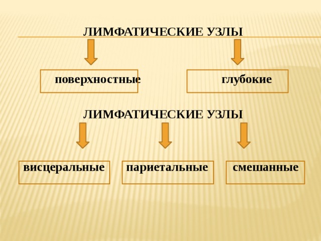 Лимфатические узлы  поверхностные глубокие  ЛИМФАТИЧЕСКИЕ УЗЛЫ    висцеральные париетальные смешанные 