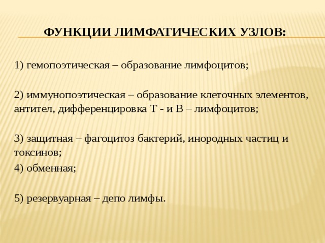 Функции лимфатических узлов: 1) гемопоэтическая – образование лимфоцитов; 2) иммунопоэтическая – образование клеточных элементов, антител, дифференцировка Т - и В – лимфоцитов; 3) защитная – фагоцитоз бактерий, инородных частиц и токсинов; 4) обменная; 5) резервуарная – депо лимфы. 