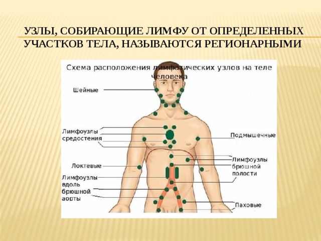 Узлы, собирающие лимфу от определенных участков тела, называются регионарными 