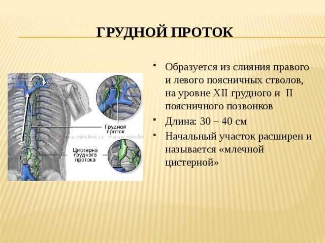 Грудной проток Образуется из слияния правого и левого поясничных стволов, на уровне XII грудного и II поясничного позвонков Длина: 30 – 40 см Начальный участок расширен и называется «млечной цистерной» 
