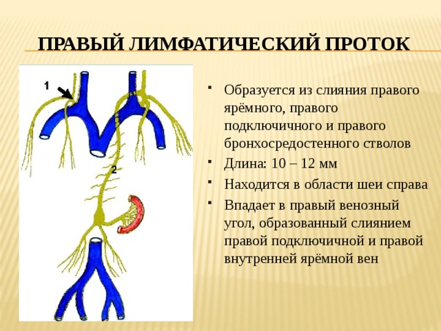 Правый лимфатический проток Образуется из слияния правого ярёмного, правого подключичного и правого бронхосредостенного стволов Длина: 10 – 12 мм Находится в области шеи справа Впадает в правый венозный угол, образованный слиянием правой подключичной и правой внутренней ярёмной вен 