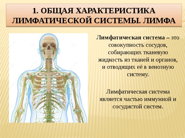 1. Общая характеристика лимфатической системы. Лимфа Лимфатическая система – это совокупность сосудов, собирающих тканевую жидкость из тканей и органов, и отводящих её в венозную систему. Лимфатическая система является частью иммунной и сосудистой систем. 