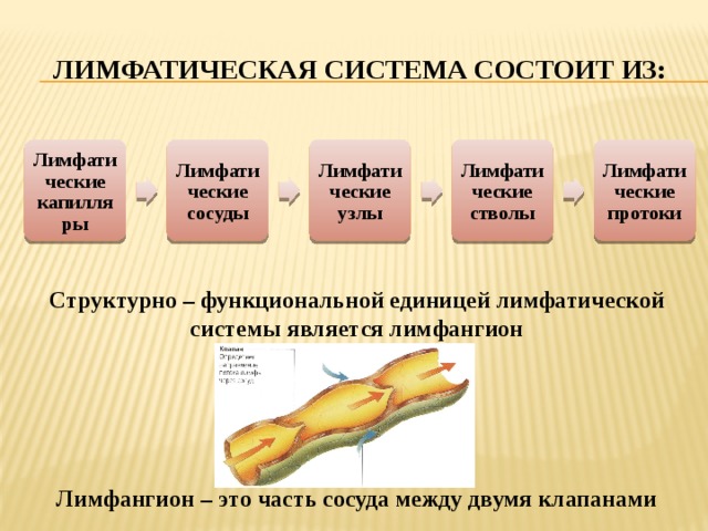 Лимфатическая система состоит из: Лимфатические узлы Лимфатические капилляры Лимфатические стволы Лимфатические протоки Лимфатические сосуды Структурно – функциональной единицей лимфатической системы является лимфангион      Лимфангион – это часть сосуда между двумя клапанами 