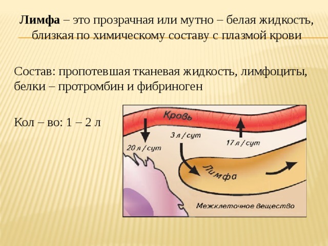 Лимфа – это прозрачная или мутно – белая жидкость, близкая по химическому составу с плазмой крови Состав: пропотевшая тканевая жидкость, лимфоциты, белки – протромбин и фибриноген Кол – во: 1 – 2 л 