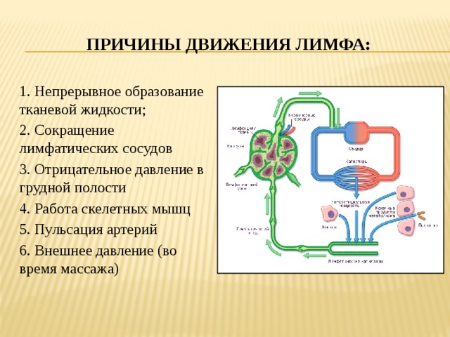 Причины движения лимфа: 1. Непрерывное образование тканевой жидкости; 2. Сокращение лимфатических сосудов 3. Отрицательное давление в грудной полости 4. Работа скелетных мышц 5. Пульсация артерий 6. Внешнее давление (во время массажа) 