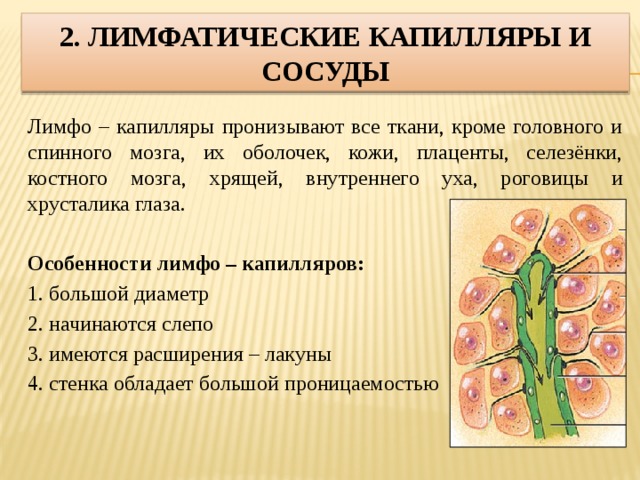 2. Лимфатические капилляры и сосуды Лимфо – капилляры пронизывают все ткани, кроме головного и спинного мозга, их оболочек, кожи, плаценты, селезёнки, костного мозга, хрящей, внутреннего уха, роговицы и хрусталика глаза.  Особенности лимфо – капилляров: 1. большой диаметр 2. начинаются слепо 3. имеются расширения – лакуны 4. стенка обладает большой проницаемостью 