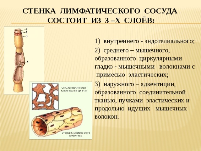  Стенка лимфатического сосуда состоит из 3 –х слоёв:   1) внутреннего - эндотелиального; 2) среднего – мышечного, образованного циркулярными гладко - мышечными волокнами с примесью эластических; 3) наружного – адвентиции, образованного соединительной тканью, пучками эластических и продольно идущих мышечных волокон. 