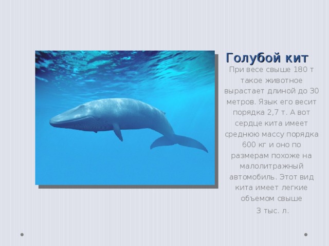 Голубой кит При весе свыше 180 т такое животное вырастает длиной до 30 метров. Язык его весит порядка 2,7 т. А вот сердце кита имеет среднюю массу порядка 600 кг и оно по размерам похоже на малолитражный автомобиль. Этот вид кита имеет легкие объемом свыше  3 тыс. л. 