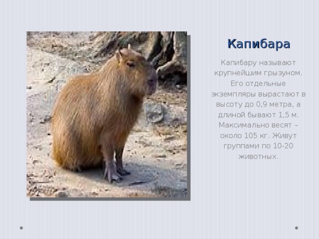 Гигантская золотая летучая лисица Крупнейшей среди летучих мышей считается гигантская золотая летучая лисица. В длину этот гигант имеет 55 см, его вес - порядка 1,5 килограмм. Размах их крыльев - порядка 1,8 м. 