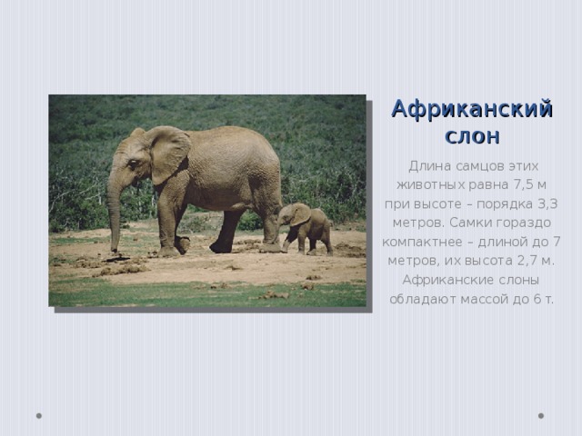 Африканский слон  Длина самцов этих животных равна 7,5 м при высоте – порядка 3,3 метров. Самки гораздо компактнее – длиной до 7 метров, их высота 2,7 м. Африканские слоны обладают массой до 6 т. 