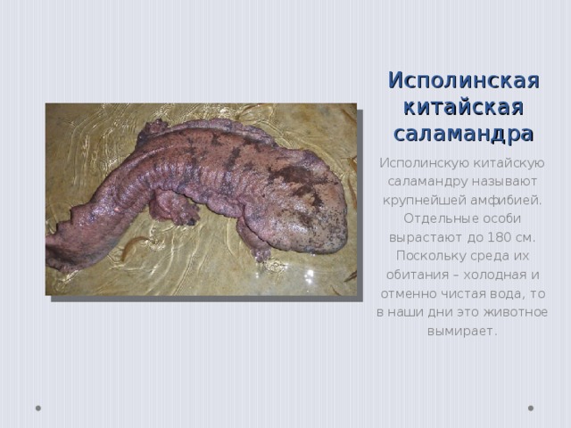 Морской крокодил  Крупнейшей рептилией считается морской крокодил (он же называется гребнистым, а также ноздреватым). Крокодил получил свое название из-за характерных гребней около глаз. С возрастом эти гребни выделяются все заметнее, а у старых особей вся морда покрывается большими буграми. Половозрелый самец имеет вес до 1 тонны при длине порядка 5,5 м 