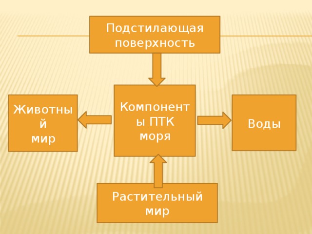 Подстилающая поверхность Компоненты ПТК моря Воды Животный мир Растительный мир 