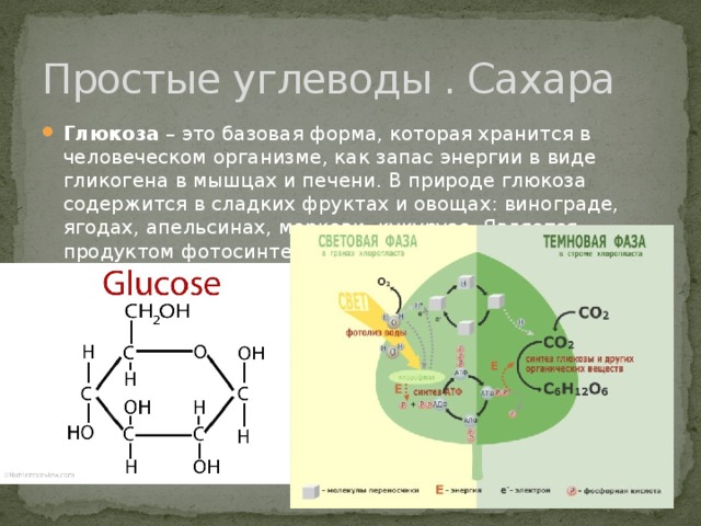 Простые углеводы . Сахара Глюкоза – это базовая форма, которая хранится в человеческом организме, как запас энергии в виде гликогена в мышцах и печени. В природе глюкоза содержится в сладких фруктах и овощах: винограде, ягодах, апельсинах, моркови, кукурузе. Является продуктом фотосинтеза . 