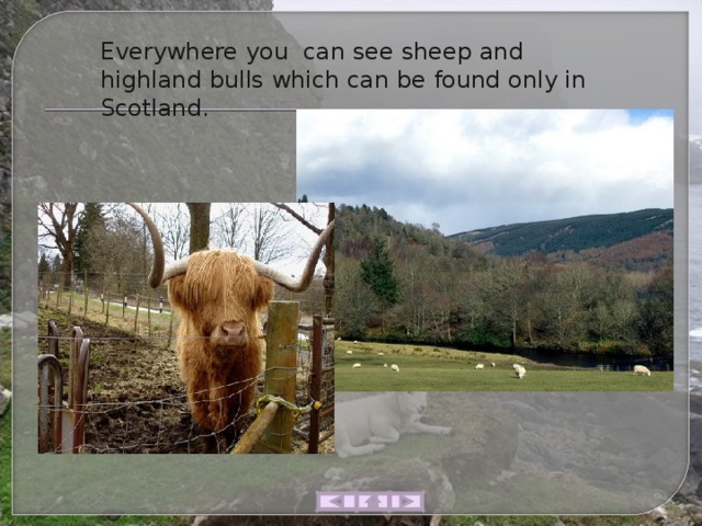 Everywhere you can see sheep and highland bulls which can be found only in Scotland. 