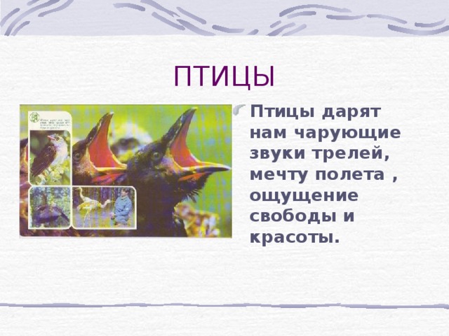 Птицы дарят нам чарующие звуки трелей, мечту полета , ощущение свободы и красоты. 