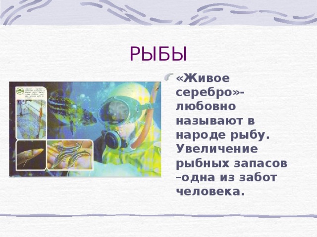 «Живое серебро»-любовно называют в народе рыбу. Увеличение рыбных запасов –одна из забот человека. 