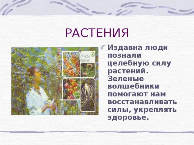 Издавна люди познали целебную силу растений. Зеленые волшебники помогают нам восстанавливать силы, укреплять здоровье. 
