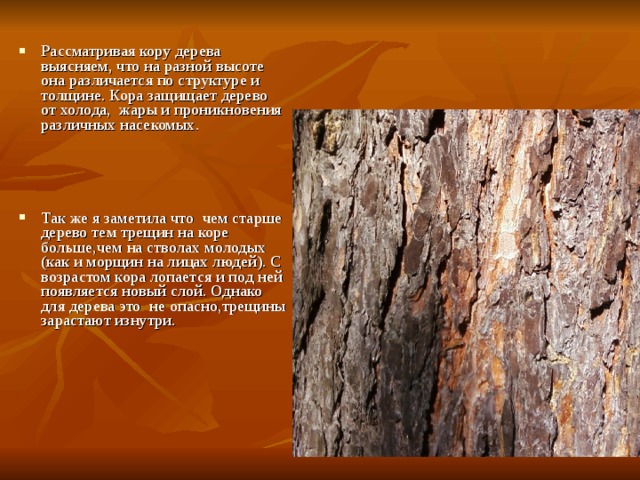 Рассматривая кору дерева выясняем, что на разной высоте она различается по структуре и толщине. Кора защищает дерево от холода, жары и проникновения различных насекомых.     Так же я заметила что чем старше дерево тем трещин на коре больше,чем на стволах молодых (как и морщин на лицах людей). С возрастом кора лопается и под ней появляется новый слой. Однако для дерева это не опасно,трещины зарастают изнутри.  