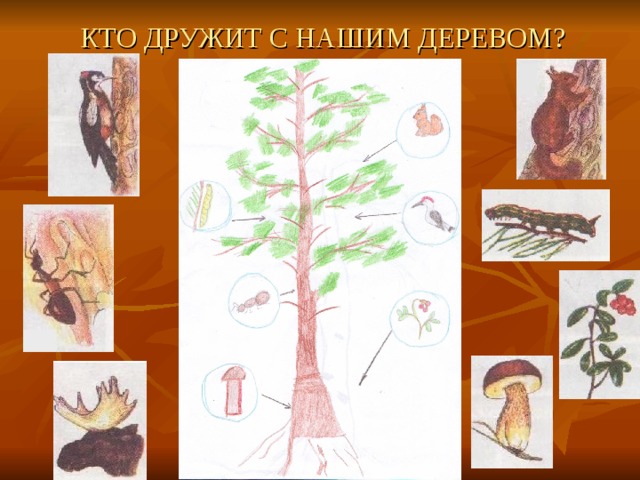 КТО ДРУЖИТ С НАШИМ ДЕРЕВОМ? 