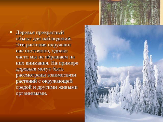 Деревья прекрасный объект для наблюдений. Эти растения окружают нас постоянно, однако часто мы не обращаем на них внимания. На примере деревьев могут быть рассмотрены взаимосвязи растений с окружающей средой и другими живыми организмами. 